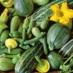 Zucchine lesse – verdure senza aspettative